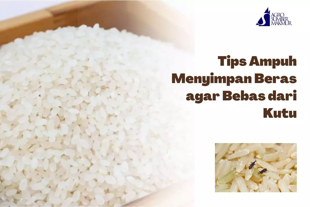 Tips Ampuh Menyimpan Beras agar Bebas dari Kutu Tips Ampuh Menyimpan Beras agar Bebas dari Kutu