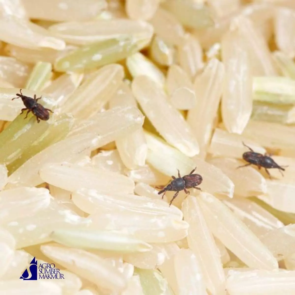 Tips Ampuh Menyimpan Beras agar Bebas dari Kutu