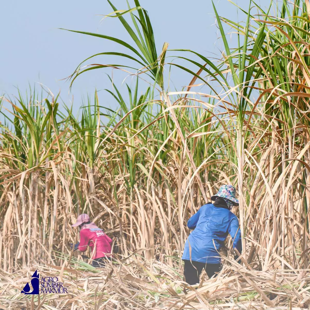 Dukungan terhadap Petani dan Ekonomi Lokal